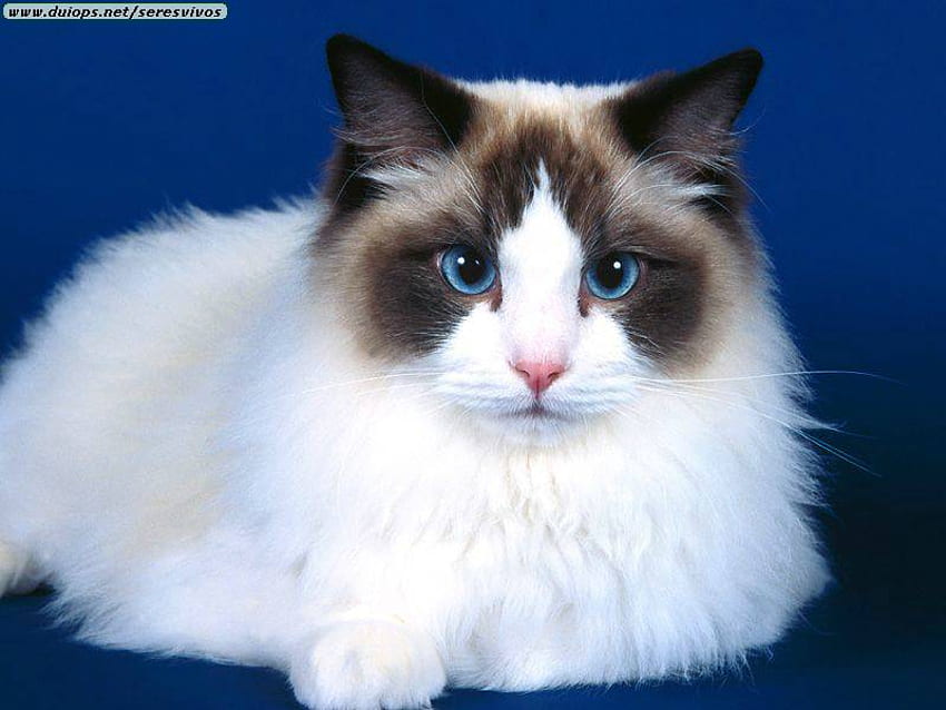 Kucing lucu dengan mata biru, anak kucing, imut, kucing, hewan peliharaan Wallpaper HD