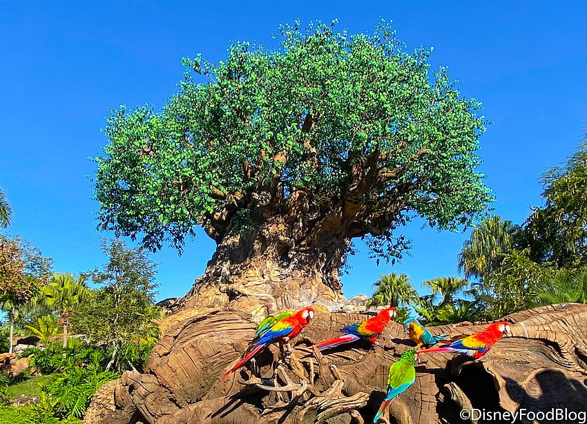 Our Gift to YOU! 29 Disney World From DFB!. the disney food blog, Disney Animal Kingdom HD wallpaper