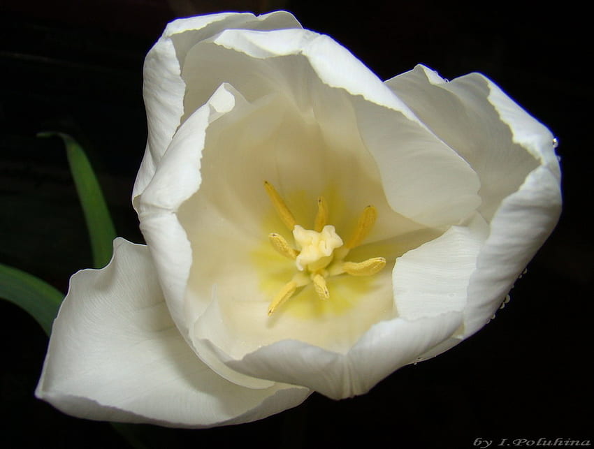 White Tulip ทิวลิป สีขาว ดอกไม้ ธรรมชาติ วอลล์เปเปอร์ HD