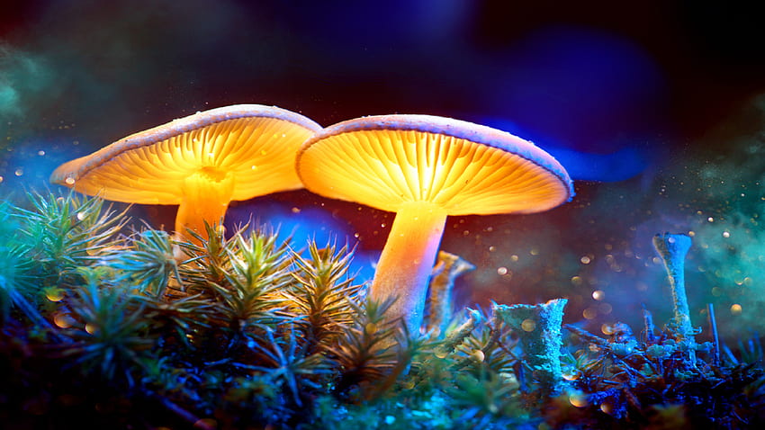 Psychedelic Mushroom - & Background, Fungi HD wallpaper