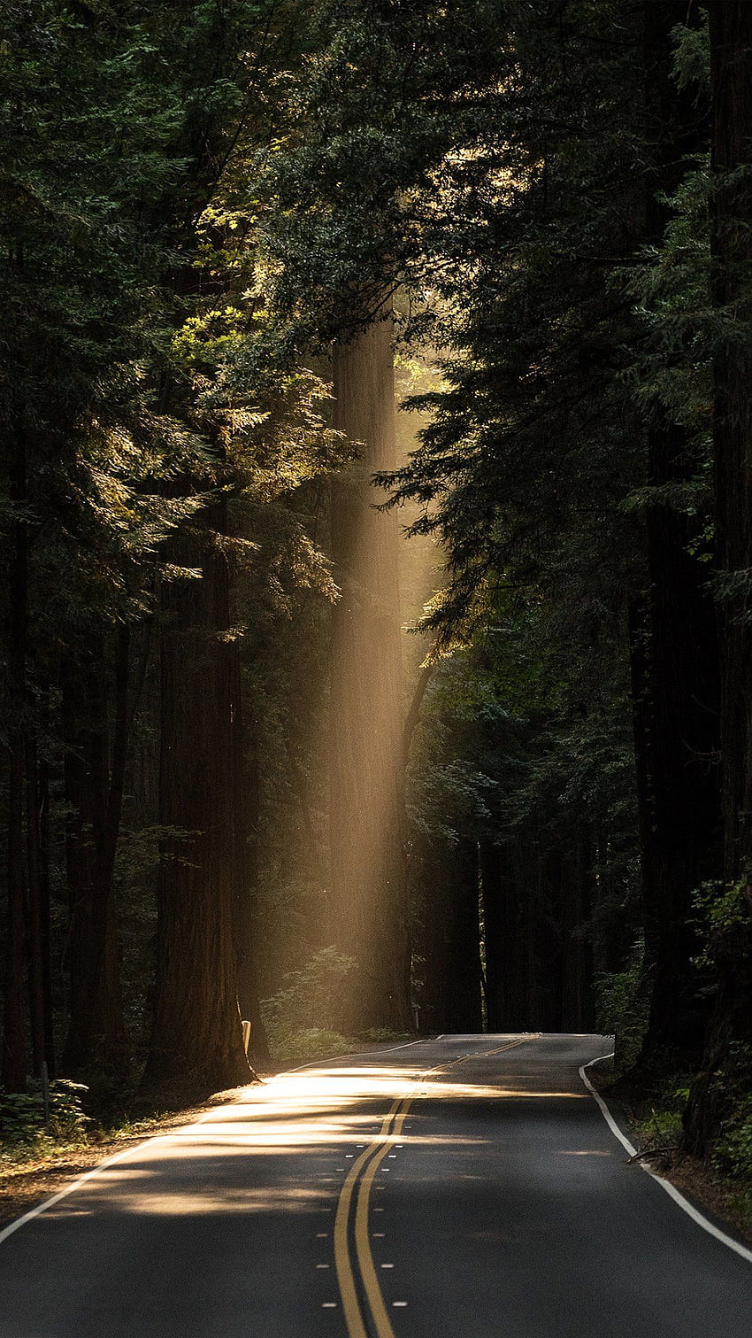 Sunrays Road Wood Forest Way Alam Android wallpaper ponsel HD