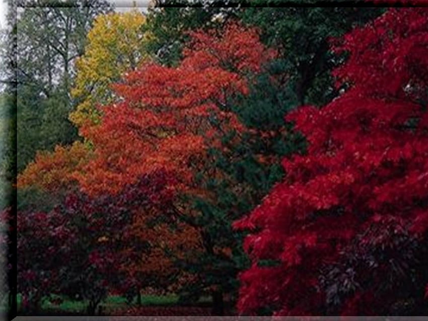 colori autunnali, scena, caduta, paesaggio, alberi, colori, autunno, foglie Sfondo HD