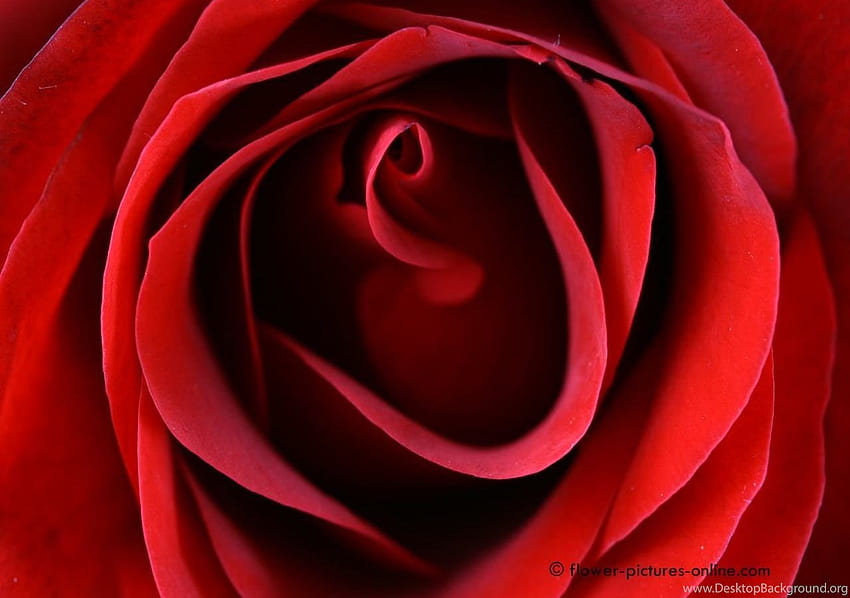 Rose rouge fleurs fond fin, fleur sanglante Fond d'écran HD