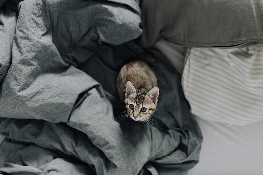 Animals, Cat, Kitty, Kitten, Sight, Opinion, Bed HD wallpaper