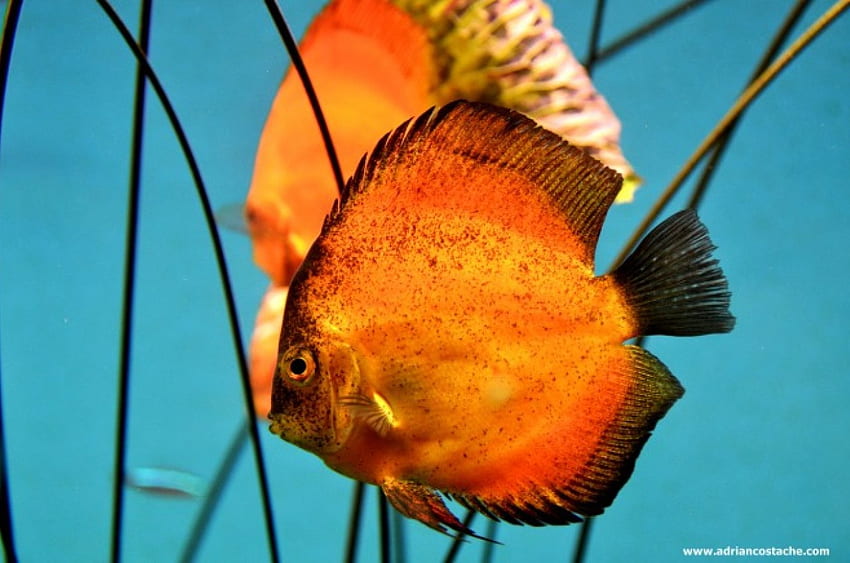 orange fish, sea, fish, orange, watter, ocean HD wallpaper