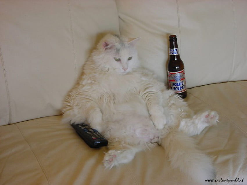 The Party Animal, party, cat, beer, remote HD wallpaper