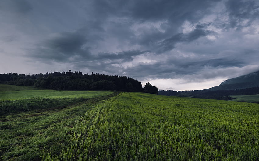 Natura, erba, campo, sentiero, prevalentemente nuvoloso, coperto Sfondo HD
