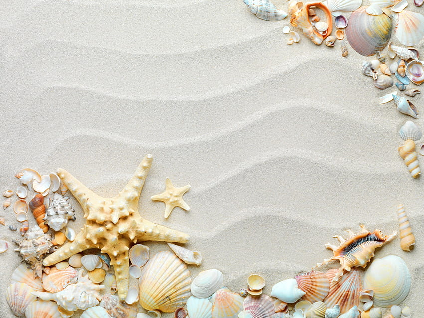 Denizyıldızı ve Kabuklular, denizyıldızı, kum, deniz kabukları, plaj HD duvar kağıdı