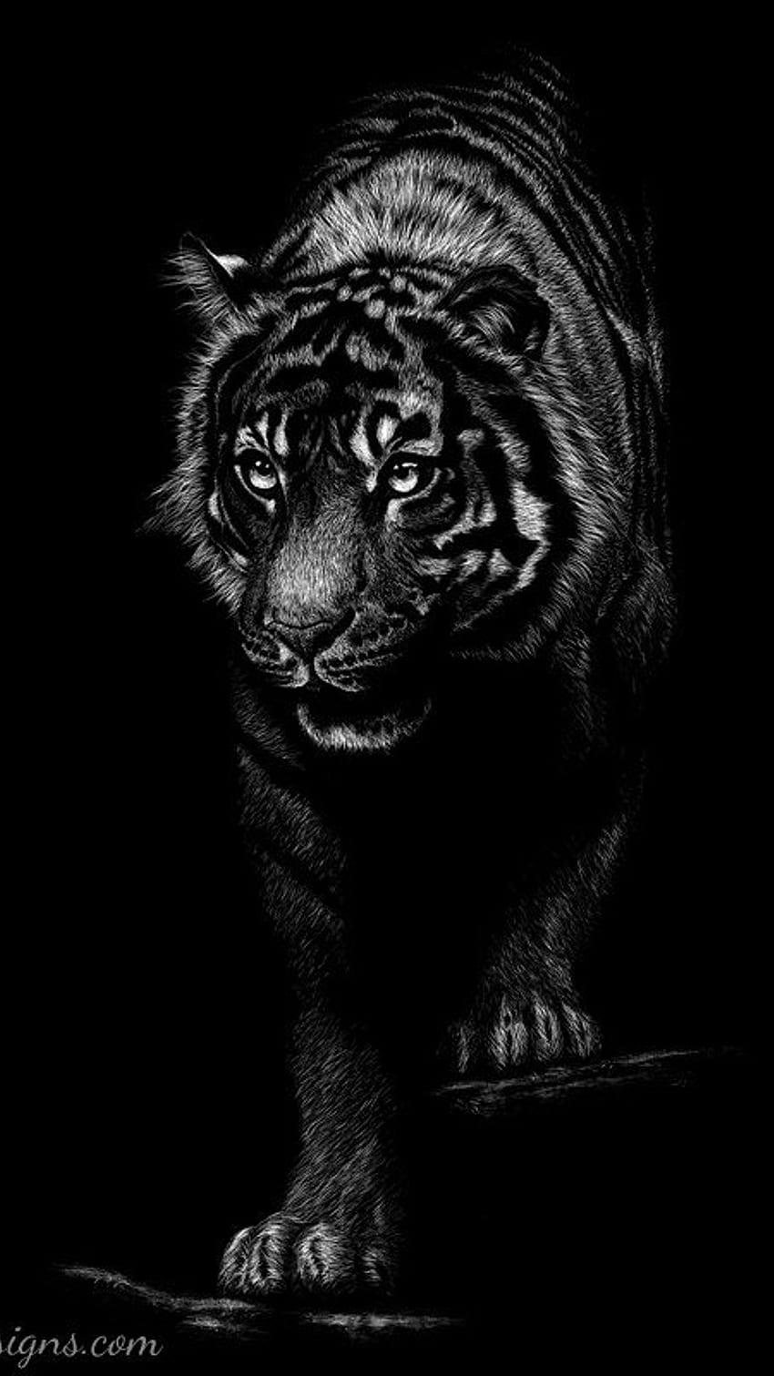 Черен тигър, кралски тигър, крал на джунглата, животно HD тапет за телефон