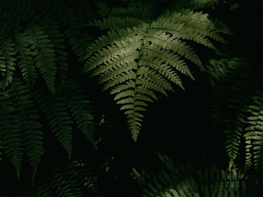 Feuilles, Plantes, Macro, Sombre, Fougère Fond d’écran HD | Pxfuel