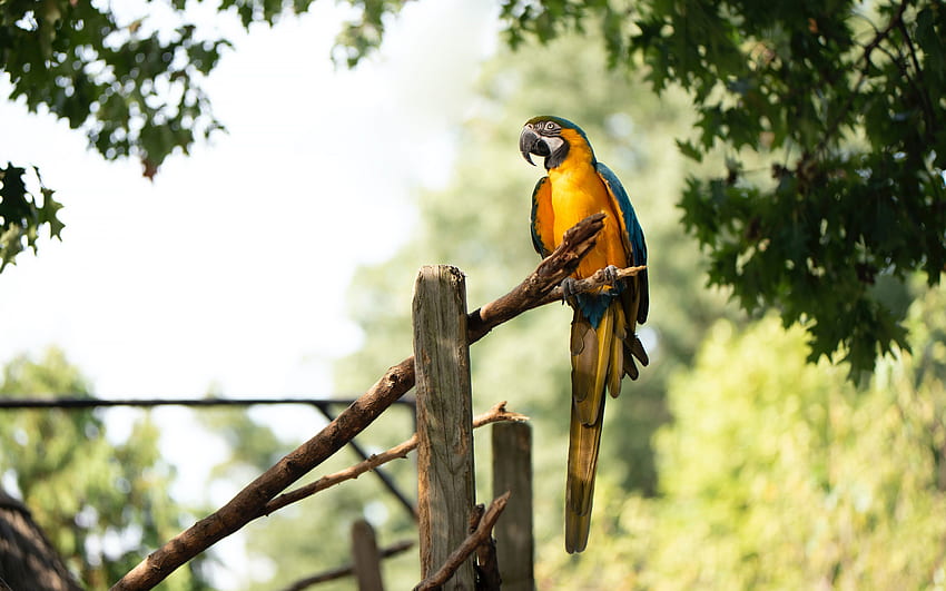Blauer und gelber Ara, Papagei auf einem Ast, Ara, tropischer Wald, schöner Ara, Papageien HD-Hintergrundbild