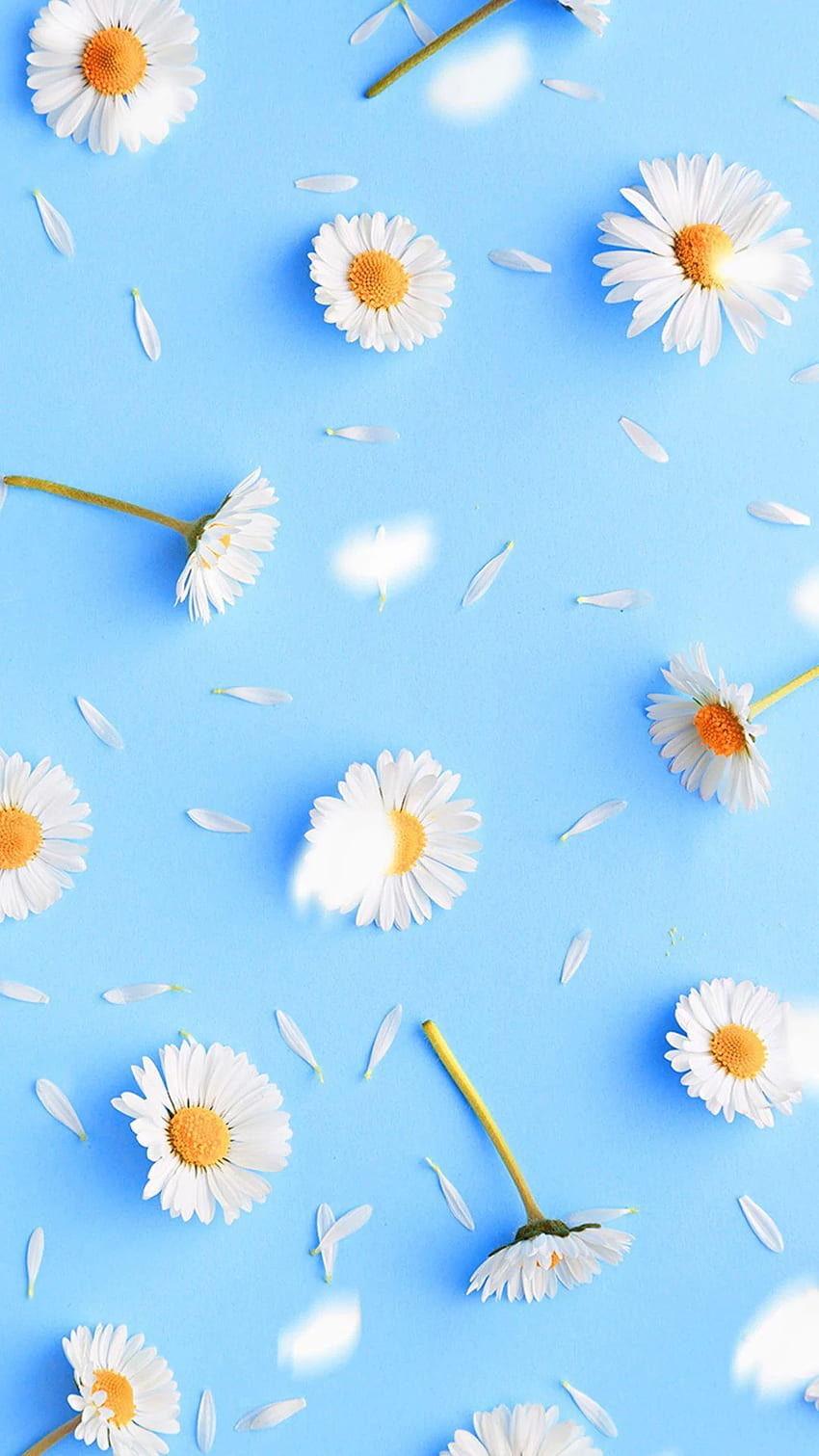 IPhone . Blau, Kamille, Kamille, Gänseblümchen, Blume, Himmel HD-Handy-Hintergrundbild