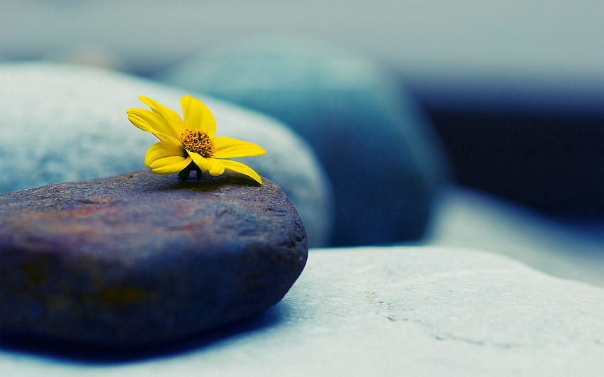 Rock, Blume, Makro, Blütenblätter, Stein HD-Hintergrundbild