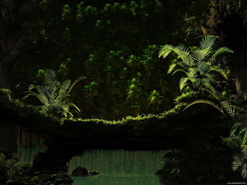 Schönes Grün, Moos, grün, schön, Vegetation, dunkel HD-Hintergrundbild