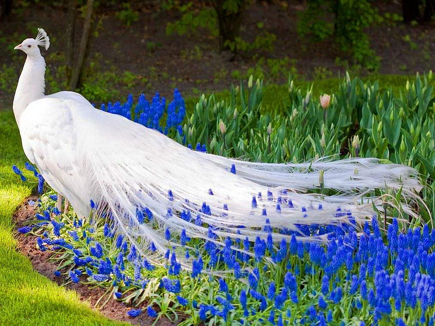 White train, blue, bird, white peacock, tail feathers, flowers HD wallpaper