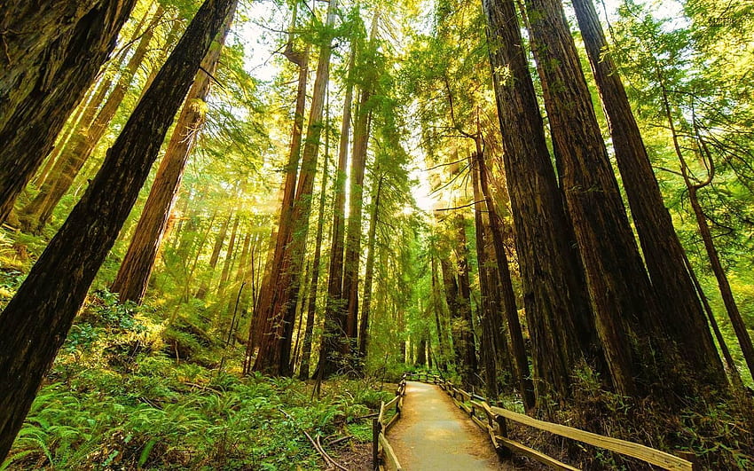 Parc national de Redwood , Parc national de Redwood Fond d'écran HD