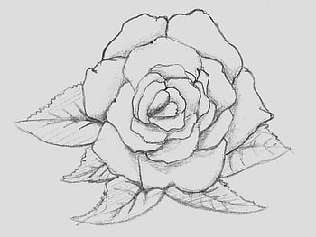 Clip Library Stock Shocking Rose Flower Drawing Image - Cute Easy Flower  Drawings, HD Png Download - 1029x946(#1058421) - PngFind