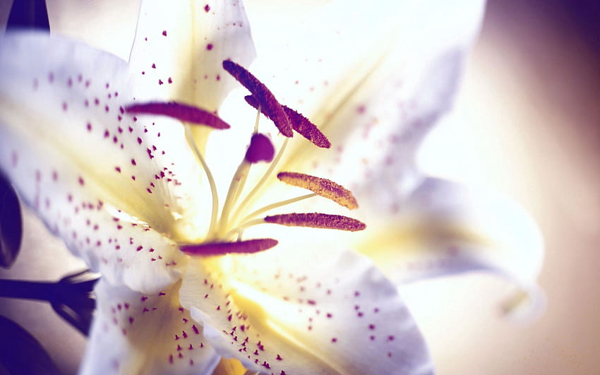 ดอกไม้ มาโคร แสง กลีบดอก สีอ่อน ลิลลี่ เกสรตัวผู้ วอลล์เปเปอร์ HD
