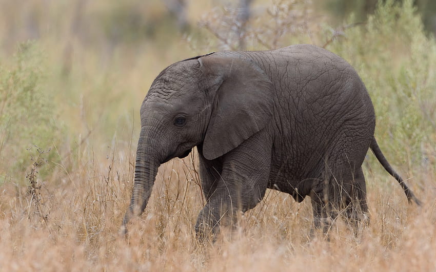 pequeno elefante, animais fofos, África, elefante cinza, a vida selvagem, animais selvagens, elefantes papel de parede HD
