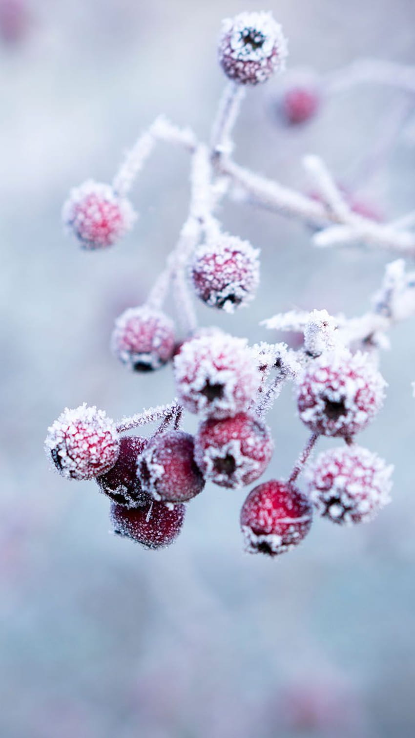 Winter Flower Pictures  Download Free Images on Unsplash