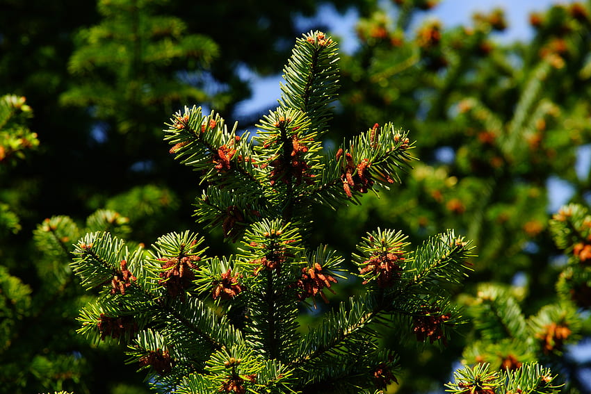 Nature, Pine, Branches, Needles, Prickles, Thorns HD wallpaper