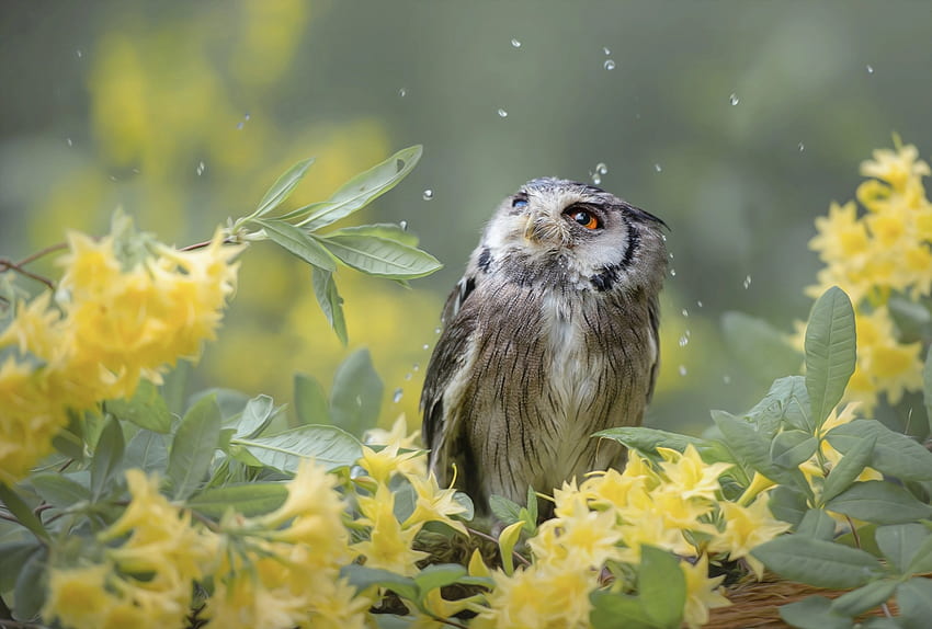 Burung hantu dalam hujan, hujan, burung, daffodil, pasare, tetesan air, musim semi, burung hantu, kuning, bufnita Wallpaper HD