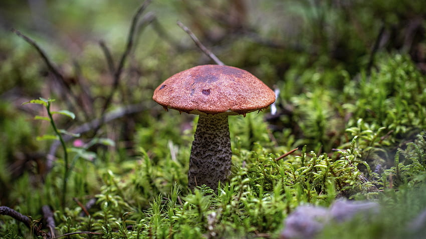 mushroom, plant, wild, forest HD wallpaper