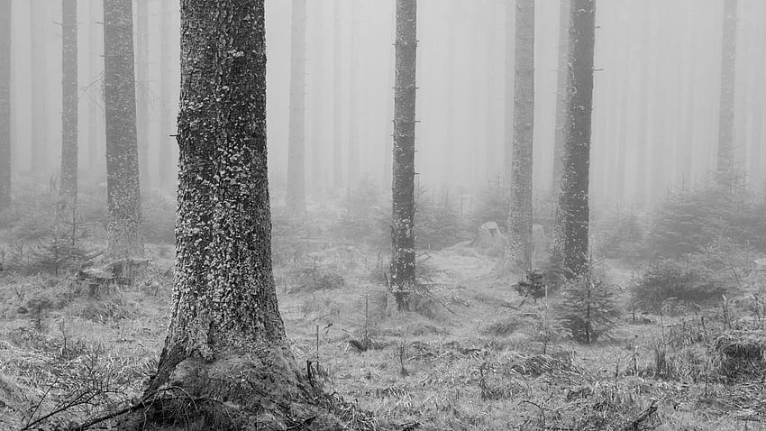 Горски дървета Ствол Трева със сняг природа фон Природа HD тапет