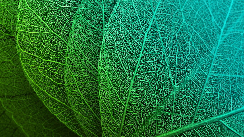 緑の葉、マクロ、静脈、、、背景、928360 高画質の壁紙
