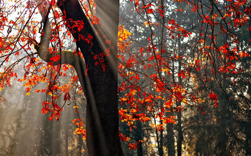 紅葉、森、輝き、秋、美しい、素敵、霧、落ちる、葉、枝、木、自然、穏やか、美しい、森、紅葉 高画質の壁紙