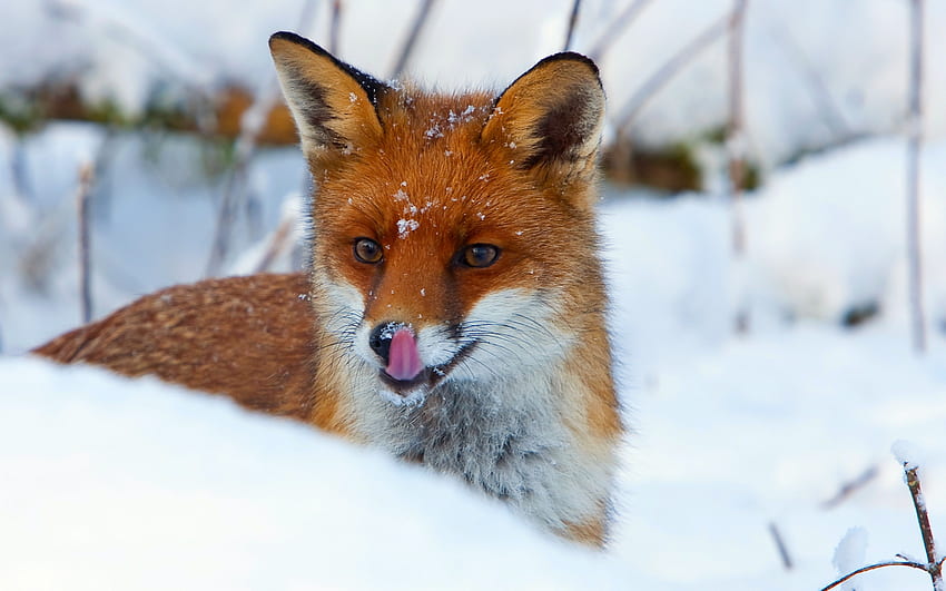 여우, 붉은 여우, 포유 동물, 여우, 척추 동물, canidae - 사용, Cool Anime Fox HD 월페이퍼