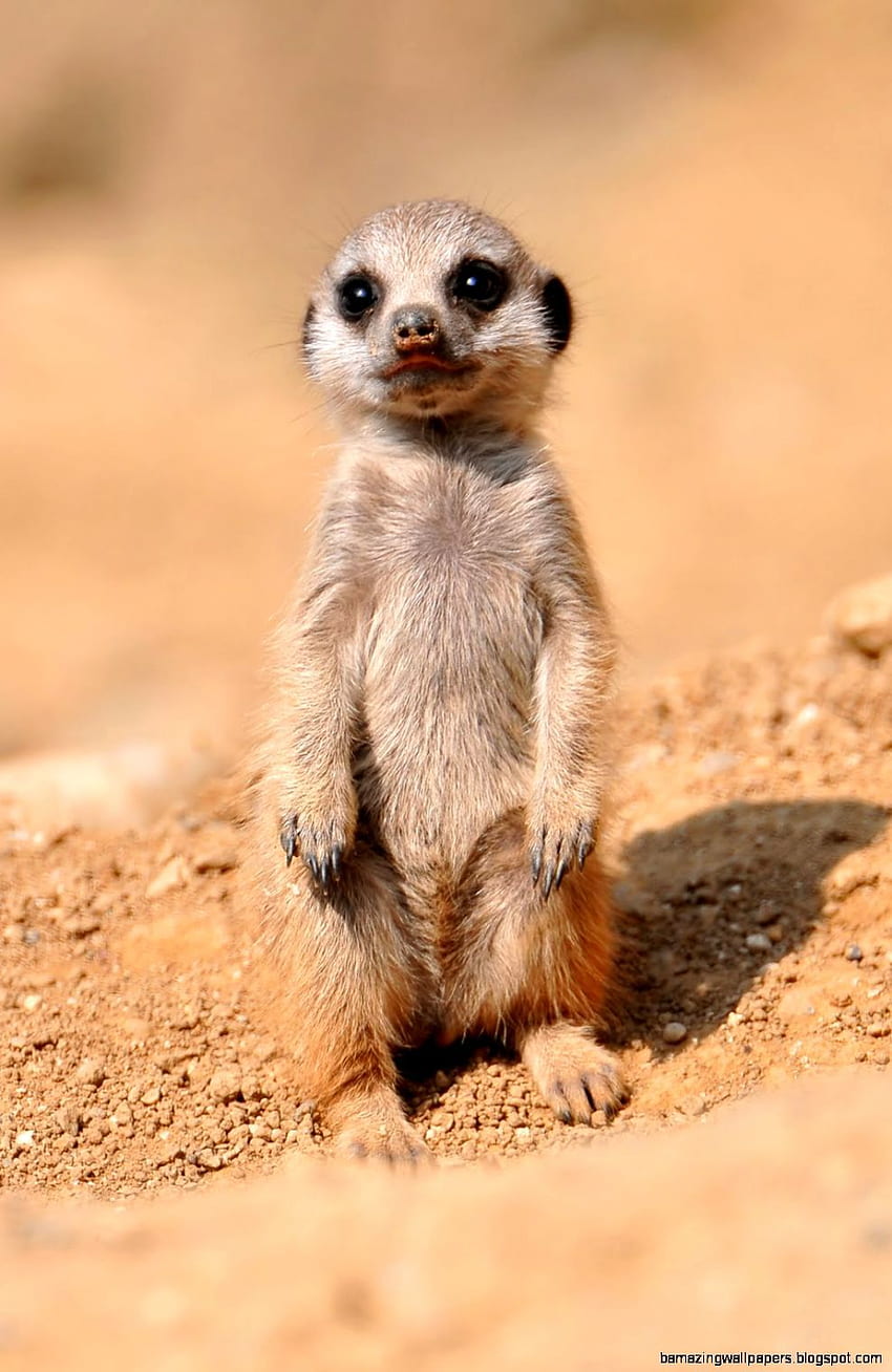 Really Cute Baby Meerkats HD phone wallpaper