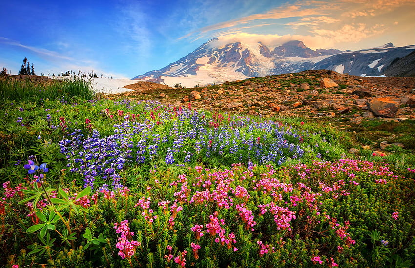 ชื่อเรื่อง Mountain Wildflowers Earth Flower ดอกไม้ - Snow On Spring Mountains - - วอลล์เปเปอร์ HD