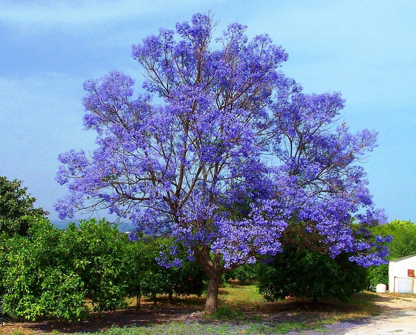 Cabang biru, biru, cabang, musim semi, pohon Wallpaper HD