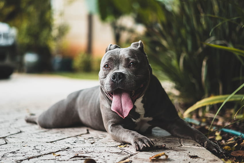 Tiere, Hund, Schnauze, hervorstehende Zunge, herausgestreckte Zunge, Pitbull, Pitbull HD-Hintergrundbild
