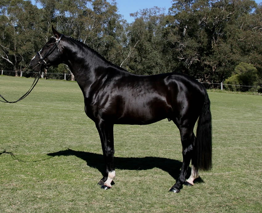 Pur-sang noir, equus, cheval, équin, beauté Fond d'écran HD