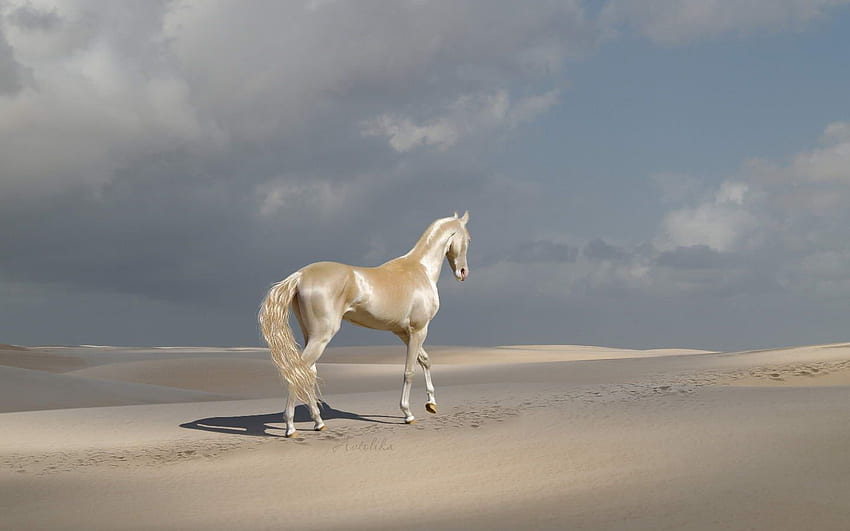 Achal Teke. Das schönste Pferd der Welt. Tierfelsen, Türkisches Pferd HD-Hintergrundbild