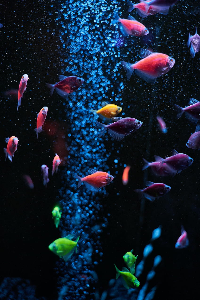 Animals, Water, Bubbles, Fishes, Aquarium HD phone wallpaper