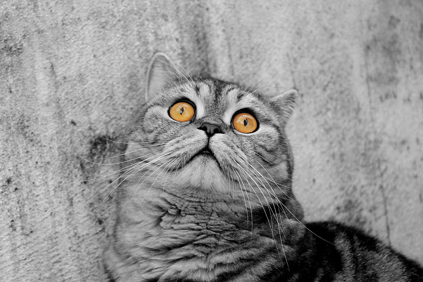 สัตว์ แมว ลาย สี สายตา ความคิดเห็น วอลล์เปเปอร์ HD