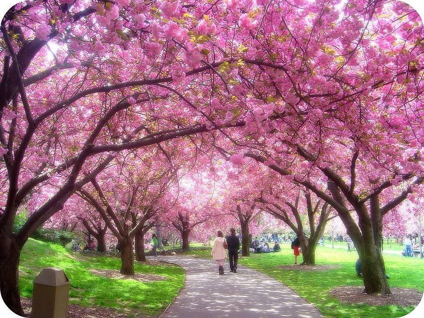 Cherry blossom. Blossom garden, Cherry blossom HD wallpaper