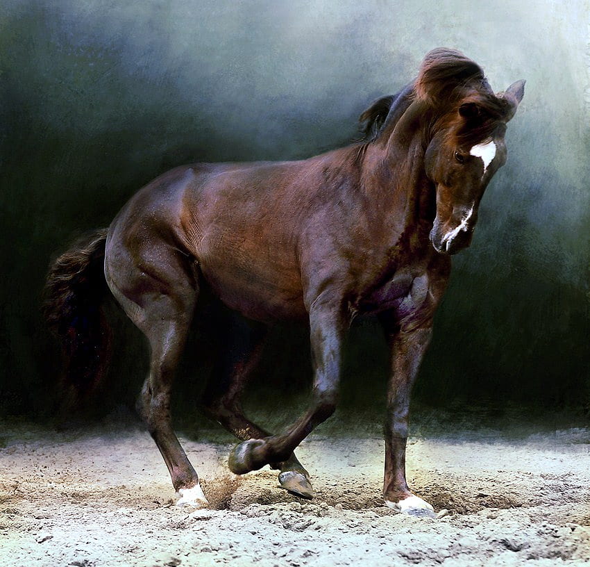Brown beauty, horse, sand, stallion, white blaze, brown and black HD wallpaper