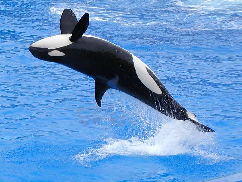 Wieloryby, morze, ryby, zwierzęta, wieloryby, woda Tapeta HD