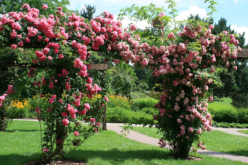rose garden, rose, pergola, pink, arbor, garden, nature HD wallpaper