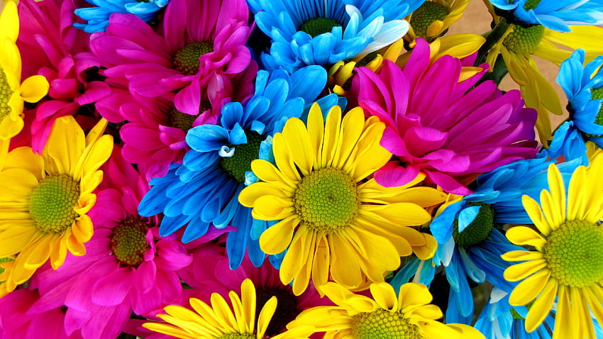 Brightly Colored Daisies Ultra . Background, Colorful Daisies HD wallpaper