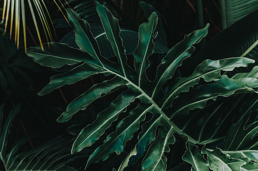 Природа, растение, лист, лист, издълбан HD тапет