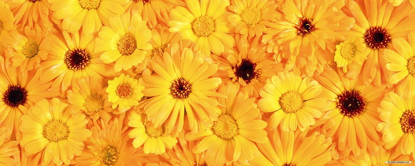 - Flower - Dual Screen Flower, Flowers Dual Screen HD wallpaper | Pxfuel