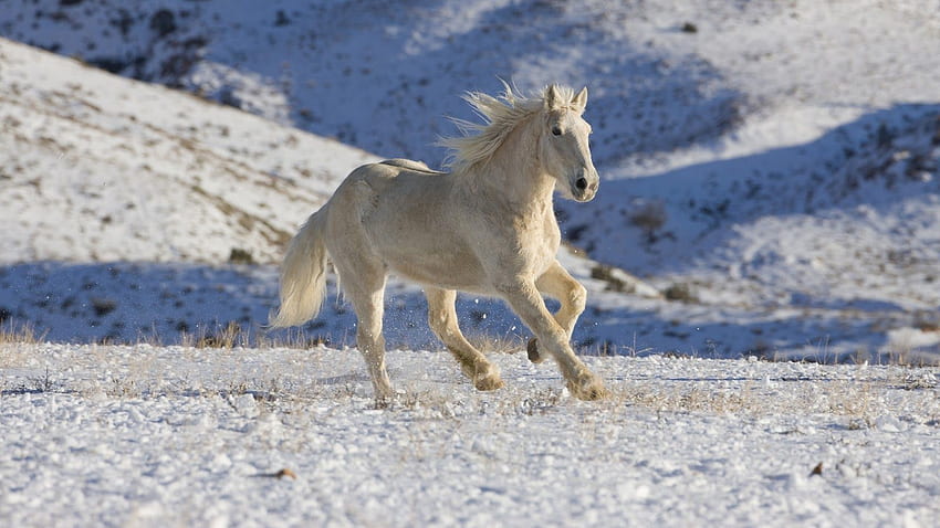 wild horses running beautiful white wild horses running [] for your , Mobile & Tablet. Explore Wild Horse . Horse For Computer HD wallpaper