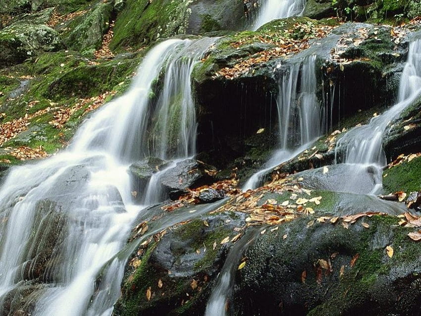 Dark Hollow Falls, Parco Nazionale di Shenandoah, Virginia, cascate, foglie, roccia Sfondo HD