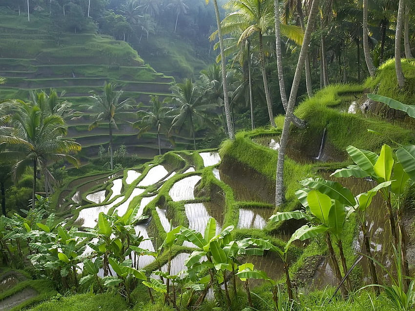 Rice Paddy Terraces Indonesia World in jpg HD wallpaper