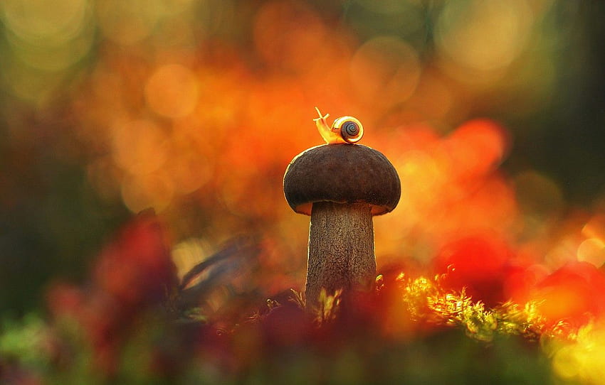autumn, forest, macro, light, mushroom, snail, shell, Fungus HD wallpaper